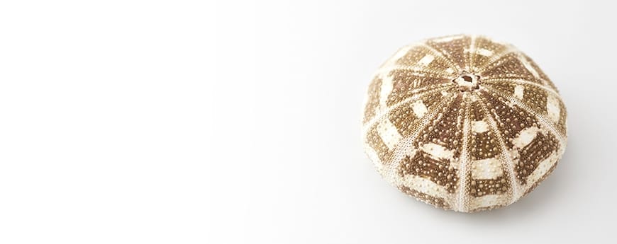 Sea urchin shell 