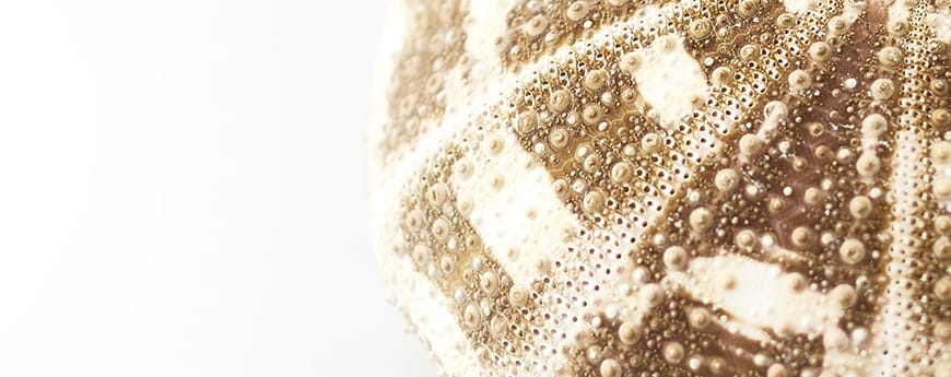 Sea urchin shell 